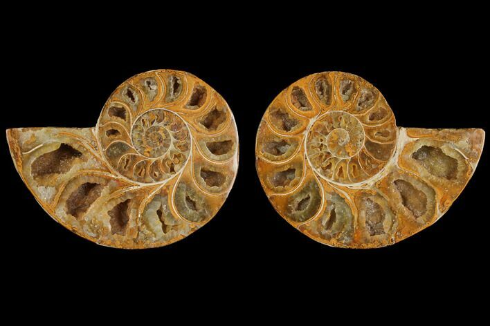 Cut & Polished, Agatized Ammonite Fossil (Pair)- Jurassic #110759